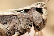 Wingless Grasshopper (Phaulacridium vittatum)